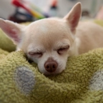 Программы лояльности онлайн-казино без депозита - новая эра доверия