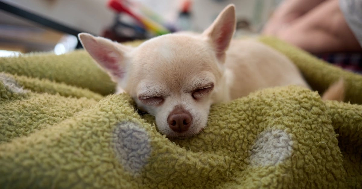 Программы лояльности онлайн-казино без депозита - новая эра доверия